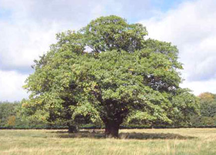 picture of an oak tree